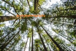 Save Oregon, Forest View, Photography , Tree Art, Nature Decor, Printable, Pines Photo, Print, Wall - thumbnail 1