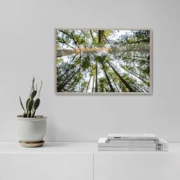 Save Oregon, Forest View, Photography , Tree Art, Nature Decor, Printable, Pines Photo, Print, Wall - thumbnail 2