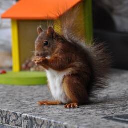 Squirrel Feeding Box Bird Feeder Red/Green - thumbnail 2