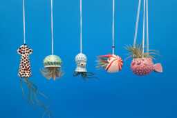 An Octopus Garden, Collection Of 5 Mini Hanging Air Planters