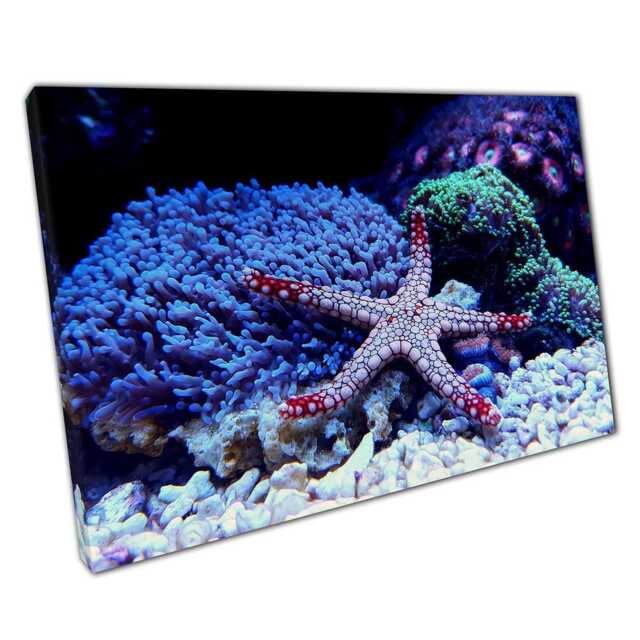 Fromia Elegans Starfish Canvas Wall Art Coral Reef Sea Floor Decor Vibrant Ocean Life Print - image 1