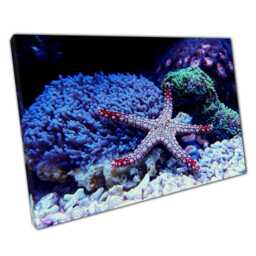 Fromia Elegans Starfish Canvas Wall Art Coral Reef Sea Floor Decor Vibrant Ocean Life Print - thumbnail 1