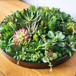 Faux Succulent Planter Round Artificial Garden, Table Centrepiece, Moss Art - thumbnail 4