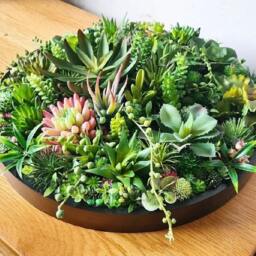 Faux Succulent Planter Round Artificial Garden, Table Centrepiece, Moss Art - thumbnail 2