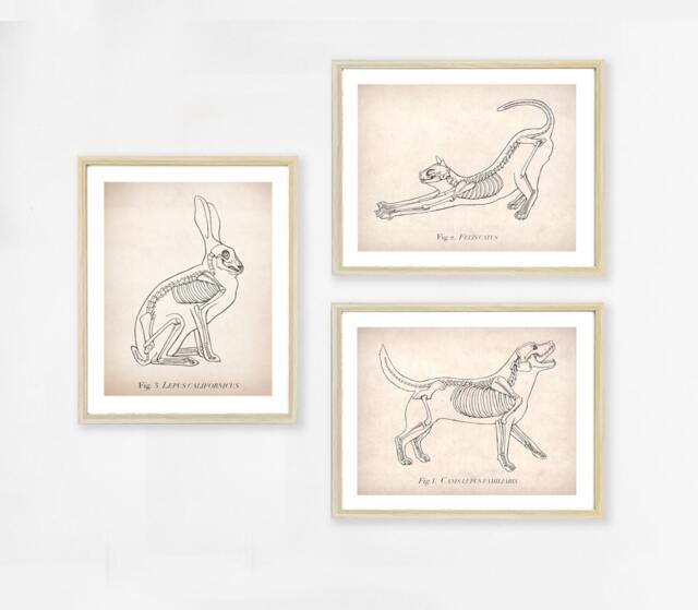 Animal Anatomy Art Print Set, Dog, Cat, Rabbit, Veterinary - image 1