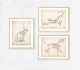 Animal Anatomy Art Print Set, Dog, Cat, Rabbit, Veterinary - thumbnail 1