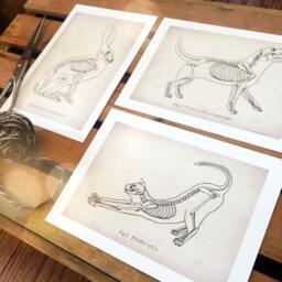 Animal Anatomy Art Print Set, Dog, Cat, Rabbit, Veterinary - thumbnail 2