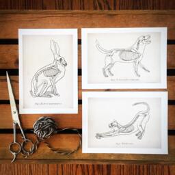 Animal Anatomy Art Print Set, Dog, Cat, Rabbit, Veterinary - thumbnail 3