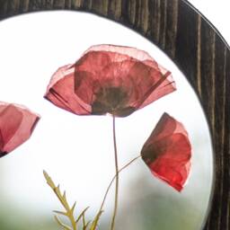 Preserved Flowers Art - Botanical Wall Framed Pressed Flower Frame Pressed Round Decor Framed Above Bed - thumbnail 2