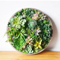 Round Faux Succulent 3D Wall Art Modern Framed Realistic Plant Decor Home Or Business - thumbnail 2