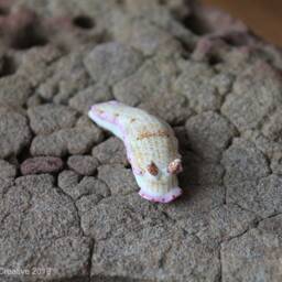 Mani The Nudibranch - Dermatobranchus Rodomani - thumbnail 2