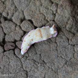 Mani The Nudibranch - Dermatobranchus Rodomani - thumbnail 4