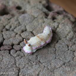 Mani The Nudibranch - Dermatobranchus Rodomani - thumbnail 3
