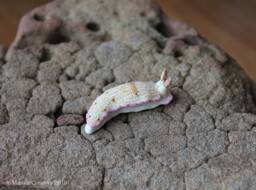 Mani The Nudibranch - Dermatobranchus Rodomani