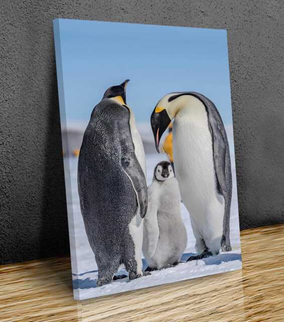 Emperor Penguin Family Canvas Wall Art - image 1