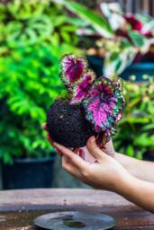 Black Lava Rock Planter, Succulent Moss Tropical Plant Pot, Set Of 3, Mother's Day Gift - thumbnail 1