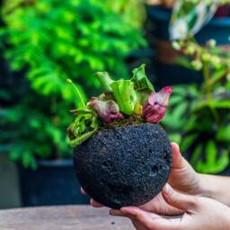 Black Lava Rock Planter, Succulent Moss Tropical Plant Pot, Set Of 3, Mother's Day Gift - thumbnail 2