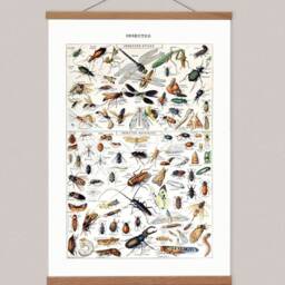 Vintage Insect Canvas Print With Wooden Hanger, French Entomology Art - thumbnail 2