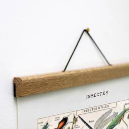 Vintage Insect Canvas Print With Wooden Hanger, French Entomology Art - thumbnail 3