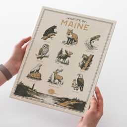 Maine Wildlife Wall Art Print - Vintage Animal Poster Design, Archival Quality Matte Fine Art Print. Outdoor, Wilderness State Gift - thumbnail 2