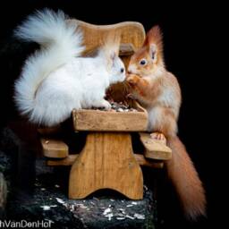 Rustic Wooden Squirrel Picnic Table Feeder - Handmade Outdoor Fun - thumbnail 3
