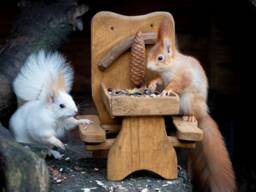 Rustic Wooden Squirrel Picnic Table Feeder - Handmade Outdoor Fun - thumbnail 1