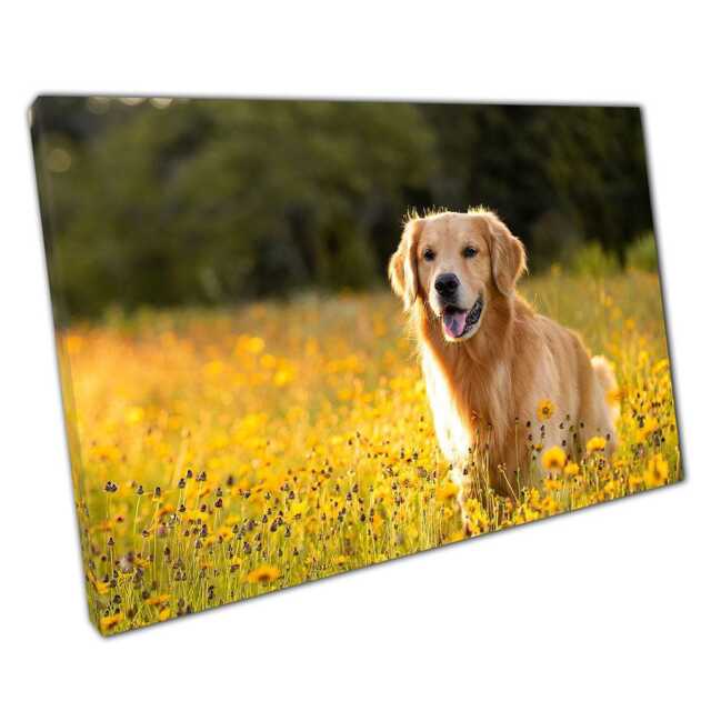 Golden Retriever Canvas Wall Art Print - Stunning Meadow Scene At Sunset For Home Office Decor - image 1