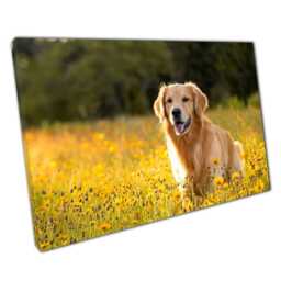 Golden Retriever Canvas Wall Art Print - Stunning Meadow Scene At Sunset For Home Office Decor - thumbnail 1