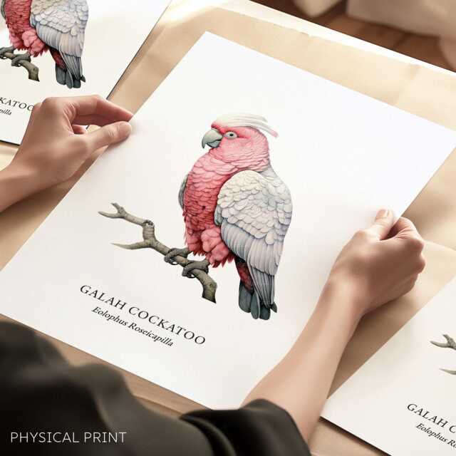 Galah Cockatoo Wall Art Print, Parrot Portrait, Aussi Birds, Bird Print Gift, Exiotic - image 1