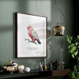 Galah Cockatoo Wall Art Print, Parrot Portrait, Aussi Birds, Bird Print Gift, Exiotic - thumbnail 3