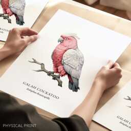 Galah Cockatoo Wall Art Print, Parrot Portrait, Aussi Birds, Bird Print Gift, Exiotic - thumbnail 1
