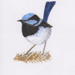 Framed Picture Of Bird -Fine Art Print - Blue Fairy Wren-Watercolour Painting - thumbnail 2
