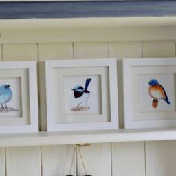 Framed Picture Of Bird -Fine Art Print - Blue Fairy Wren-Watercolour Painting - thumbnail 3