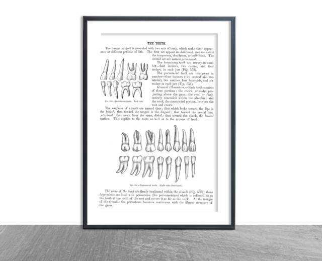 Anatomy Teeth Art-Antique Brain Print D??cor Anatomical Patient , Medical School Student Wall Art Poster Nurse Doctor Surgeon Dentist - image 1