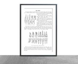 Anatomy Teeth Art-Antique Brain Print D??cor Anatomical Patient , Medical School Student Wall Art Poster Nurse Doctor Surgeon Dentist