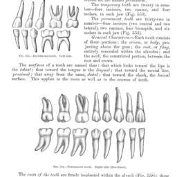 Anatomy Teeth Art-Antique Brain Print D??cor Anatomical Patient , Medical School Student Wall Art Poster Nurse Doctor Surgeon Dentist - thumbnail 2