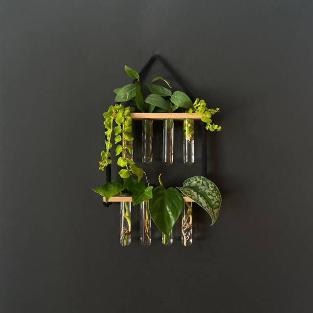 Propagation Station For Plant Cuttings Such As Monstera & Pothos - image 1