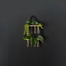 Propagation Station For Plant Cuttings Such As Monstera & Pothos - thumbnail 4