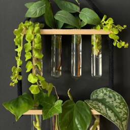Propagation Station For Plant Cuttings Such As Monstera & Pothos - thumbnail 2