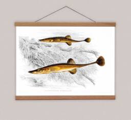 Vintage Stickleback Fish Print, Wooden Hanger, 19Th Century Illustration - thumbnail 1