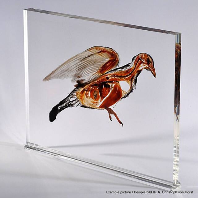 Real Anatomical Ttt - Sheet Plastinate Plastinated Anatomy Specimen By Dr. Von Horst Exhibition Quality Acrylic Embedded Body Slice - image 1