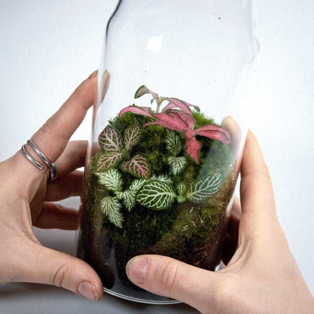 Ready-Made Terrarium - Bottled Tropical Fittonia Closed Ecosystem - Low Maintenance Plant Decor & Relaxing Desk Gift - image 1