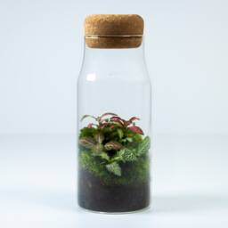 Ready-Made Terrarium - Bottled Tropical Fittonia Closed Ecosystem - Low Maintenance Plant Decor & Relaxing Desk Gift - thumbnail 3