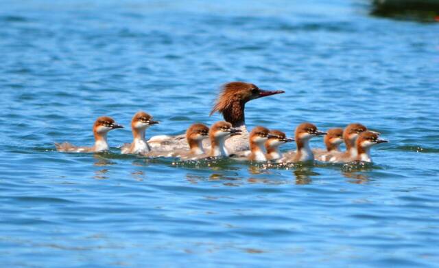 Merganser Duck Family, Instant Download Wall Art, Printable Nursery Decor, Fine Home Decor - image 1