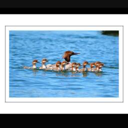 Merganser Duck Family, Instant Download Wall Art, Printable Nursery Decor, Fine Home Decor - thumbnail 2