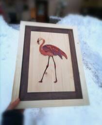 Flamingo