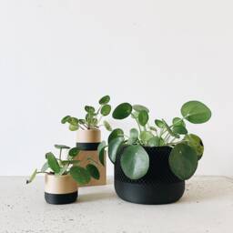 Black Indoor Planter Wood - Apple Minimalist & Scandinavian Decor Planter Gift - thumbnail 3