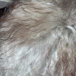 xxl Large Icelandic Sheepskin Rug Long Wavy Wool, Natural Undyed Grey/Silver/White/Ivory/Black/Brown - thumbnail 3