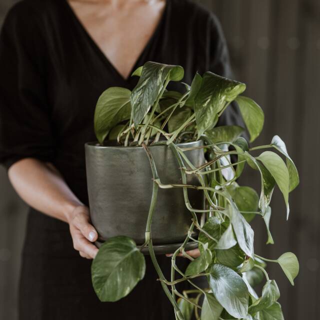 Large Plant Pot With Saucer - Handmade Pottery Collection Moss - image 1