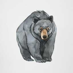 American Black Bear Wall Decal For Nursery Or Kids Room - Woodland Animal Fabric Sticker Cabin Style Bedroom Decor Playroom - thumbnail 2